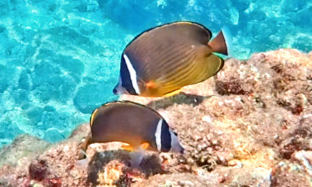 チョウチョウウオ