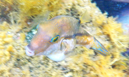 キタマクラ・幼魚