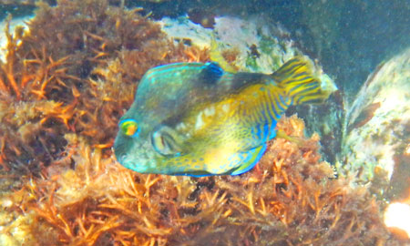 キタマクラ・幼魚