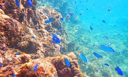 ソラスズメダイの群れ