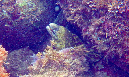 ウツボ