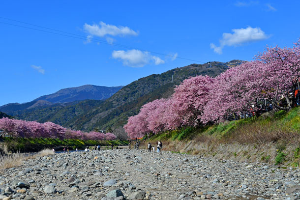 河津町の河津桜