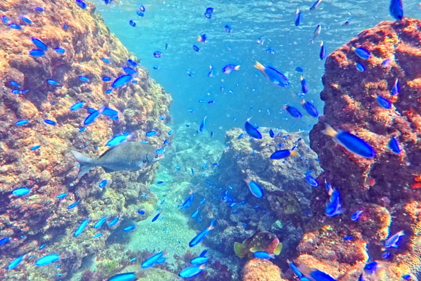 シュノーケリング